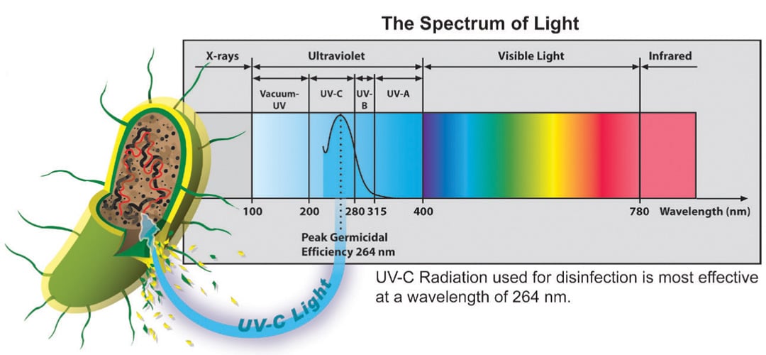 Biozone uv on sale