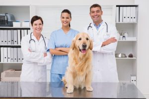 Enhancing the Veterinary Clinic Experience: Managing Odours, and Air Quality Featured Image